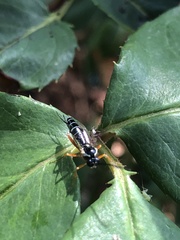 Ichneumonidae