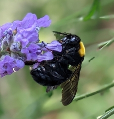 Bombus argillaceus