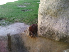 Pongo