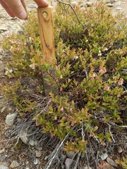 Vaccinium boreale