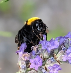 Bombus argillaceus