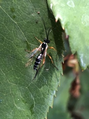 Ichneumonidae