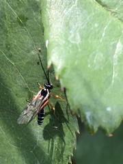 Ichneumonidae