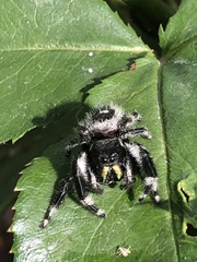 Phidippus audax