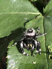 Phidippus audax