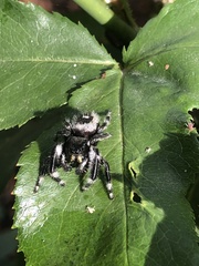 Phidippus audax