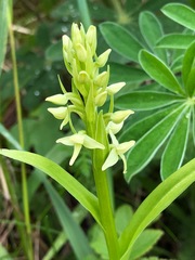 Platanthera convallariifolia