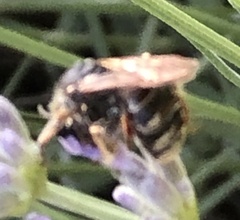 Anthophila