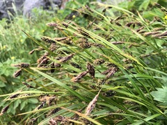 Carex macrochaeta