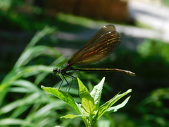 Calopteryx virgo