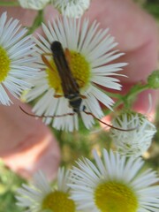 Stenopterus flavicornis