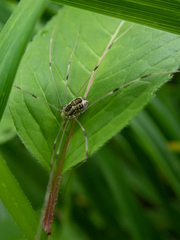 Rilaena triangularis