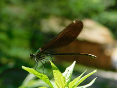 Calopteryx virgo