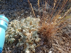 Astragalus purshii