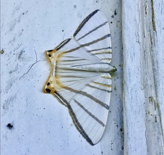 Phrygionis platinata