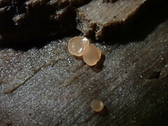 Orbilia luteorubella