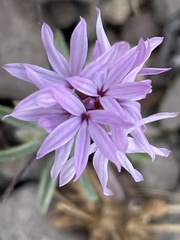 Lessingia leptoclada