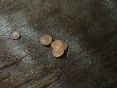 Orbilia luteorubella