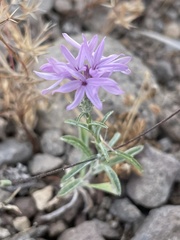 Lessingia leptoclada