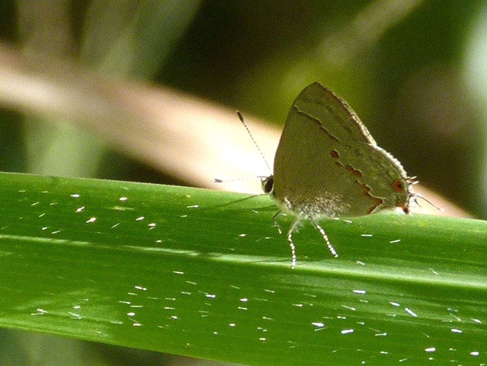 Scrub-hairstreaks