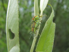 Chlorophanus vittatus