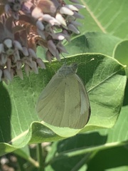 Pieris rapae