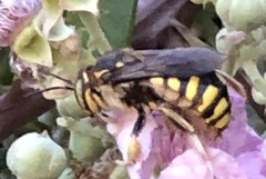 Anthidium florentinum