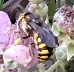 Anthidium florentinum