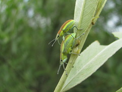 Chlorophanus vittatus