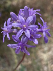 Dichelostemma multiflorum