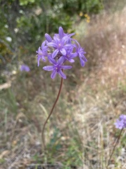 Dichelostemma multiflorum