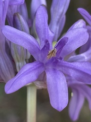 Dichelostemma multiflorum