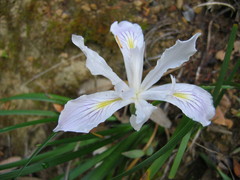 Iris purdyi