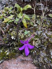 Pinguicula oblongiloba