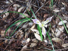 Iris tenuissima