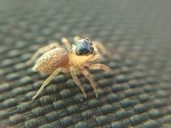 Maeota dorsalis