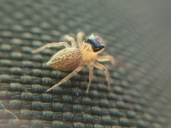 Maeota dorsalis