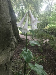 Cardiocrinum