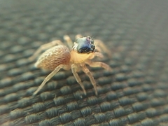 Maeota dorsalis