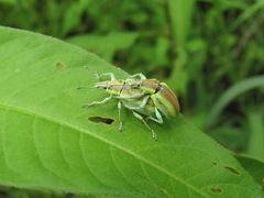 Chlorophanus vittatus