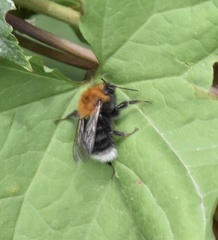 Bombus hypnorum