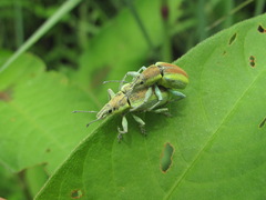 Chlorophanus vittatus