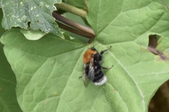Bombus hypnorum