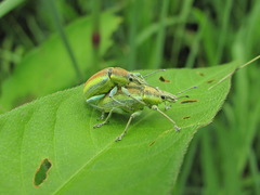 Chlorophanus vittatus