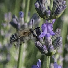 Anthophorini