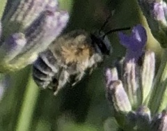 Anthophorini