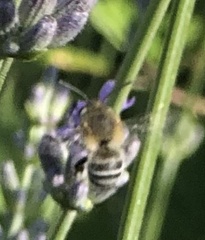 Anthophorini