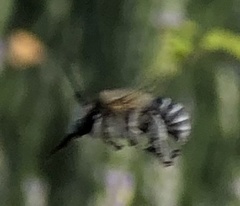 Anthophorini