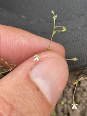 Nemacladus capillaris