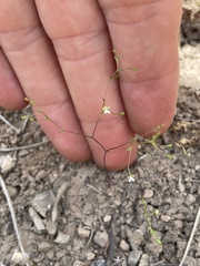 Nemacladus capillaris